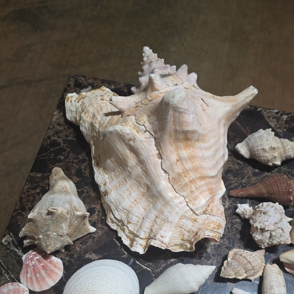 Large Seashell Collection - Picture 2 of 6